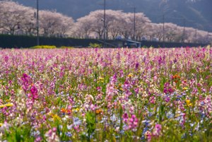 �c��ڂ��������Ԕ�